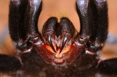 Chilobrachys fimbriatus