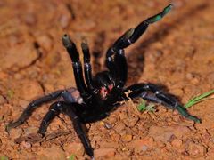 Chilobrachys fimbriatus