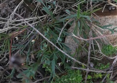 Muraltia muraltioides