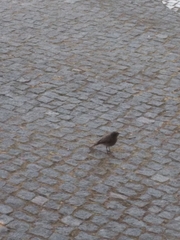 Phoenicurus ochruros