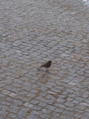 Phoenicurus ochruros