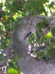 Phoenicurus ochruros