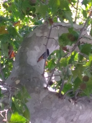 Phoenicurus ochruros