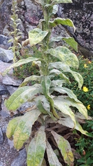 Golovinomyces verbasci