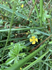 Potentilla anglica