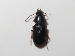 Pterostichus strenuus