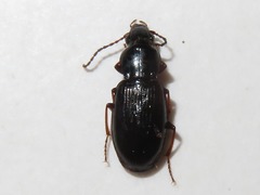 Pterostichus strenuus