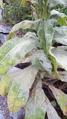 Golovinomyces verbasci