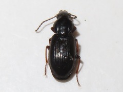 Pterostichus strenuus