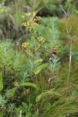 Bupleurum longiradiatum