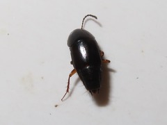 Tachinus rufipes