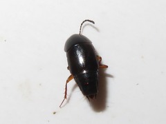Tachinus rufipes