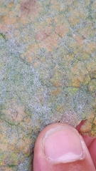 Golovinomyces verbasci