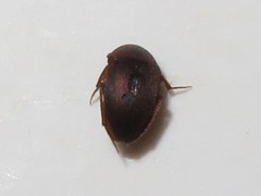 Leiodidae