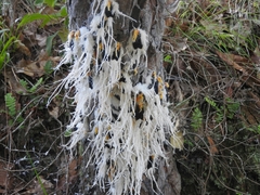 Cerogenes auricoma