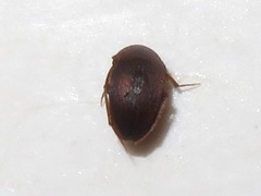 Leiodidae