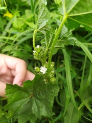 Malva
