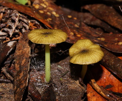 Entoloma rodwayi
