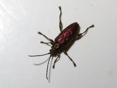 Donacia marginata