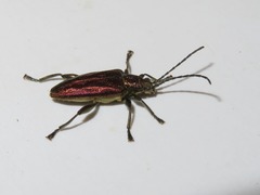 Donacia marginata