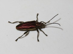 Donacia marginata