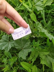 Malva