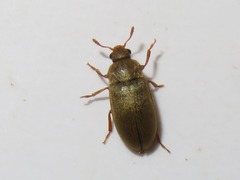 Byturus tomentosus