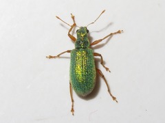 Polydrusus pterygomalis