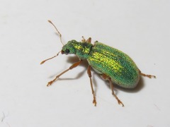 Polydrusus pterygomalis