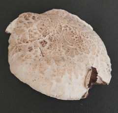 Agaricus
