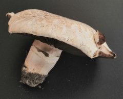 Agaricus