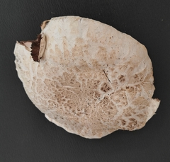 Agaricus