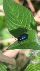 Alticina