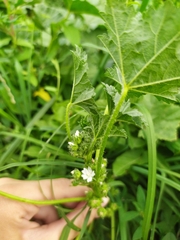 Malva