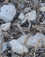 Dociostaurus jagoi occidentalis