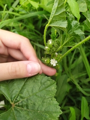 Malva