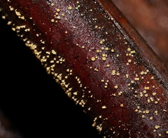 Lachnum pteridophyllum