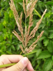 Calamagrostis