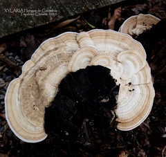 Trametes