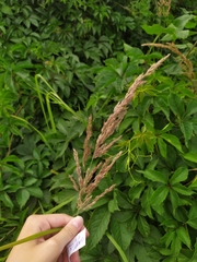 Calamagrostis