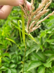 Calamagrostis