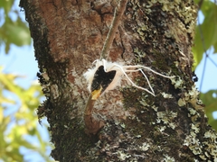 Cerogenes auricoma