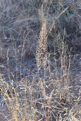 Pogonarthria squarrosa