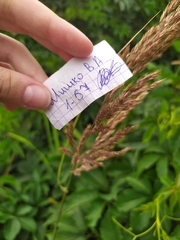 Calamagrostis
