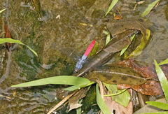 Orthetrum schneideri