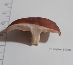 Agaricales