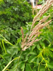 Calamagrostis
