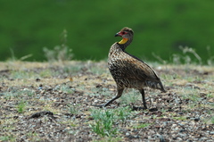 Pternistis leucoscepus