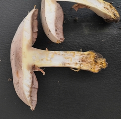 Agaricus xanthodermus