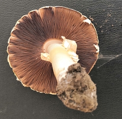 Agaricus xanthodermus